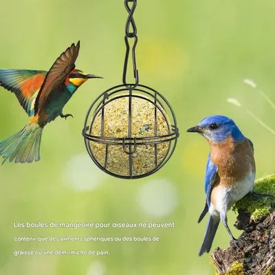 ZooVenture Lot de 4 Mangeoires à Boules de Graisse Noires