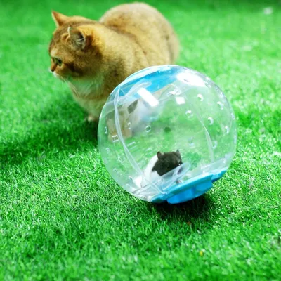 ZooVenture Trois Transparent Roue D'exercice Pour Hamster