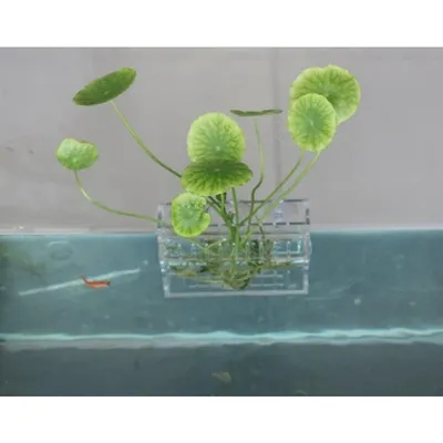 ZooVenture Acrylique Réservoir de Poissons pour Aquarium