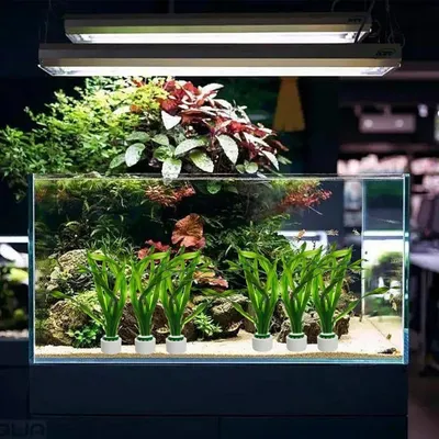 ZooVenture Anti Flottantes Anneau de Fixation pour Plantes Aquatiques