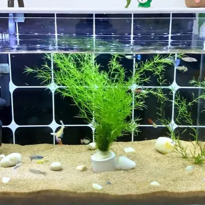 ZooVenture Anti Flottantes Anneau de Fixation pour Plantes Aquatiques