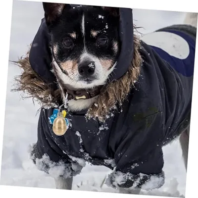 ZooVenture Cloche en laiton anti - perte pour animaux