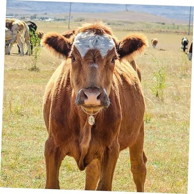 ZooVenture Cloche en laiton anti - perte pour animaux