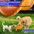 ZooVenture Double Usage Frisbees Pour chien
