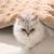 IntiMeg Couverture en peluche pour chat - Très doux pour la peau