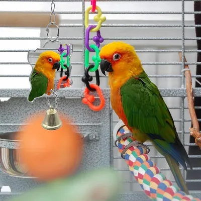 ZooVenture Juguetes de espejo para pájaros