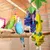 ZooVenture Jouets à ronger pour perroquet et perruche