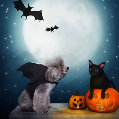 ZooVenture Halloween-Fledermaus-Hundegeschirr ZooVenture Halloween-Fledermaus-Hundegeschirr
