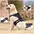 ZooVenture Harnais Tactique pour Chiens Noir