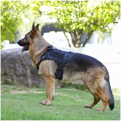 ZooVenture Harnais Tactique pour Chiens Noir