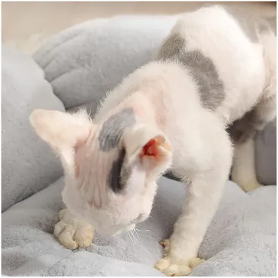 ZooVenture Panier pour chat en forme de pétale Diamètre 40cm