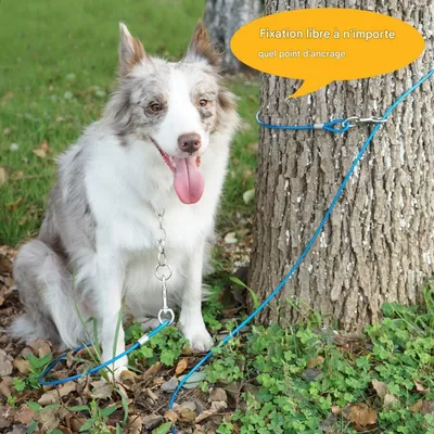 ZooVenture Piquet et câble d'attache pour chien et chiot