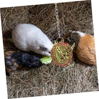 ZooVenture Distributeur d'aliments pour rongeurs