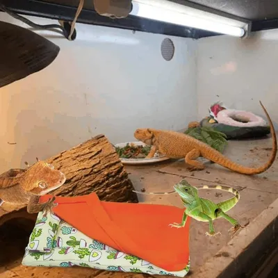 ZooVenture Lit pour dragon barbu