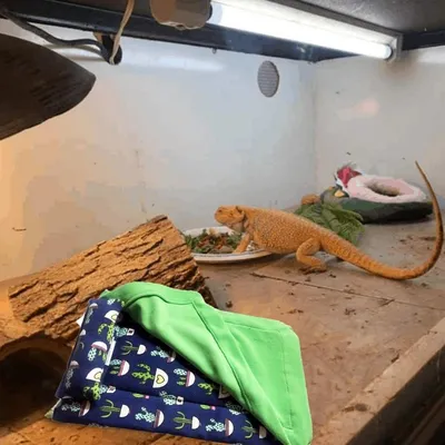 ZooVenture Lit pour dragon barbu