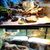 ZooVenture Hamac pour reptiles
