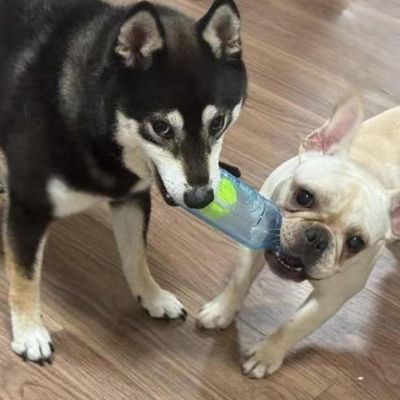 ZooVenture Indestructible Jouets à mâcher pour chien