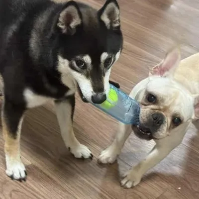 ZooVenture Indestructible Jouets à mâcher pour chien