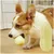 ZooVenture Jouets à mâcher pour chiens Forme d'arachide en 2 pièces