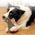 ZooVenture Jouet en peluche pour chien