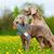ZooVenture Jouet à Mâcher pour Chien