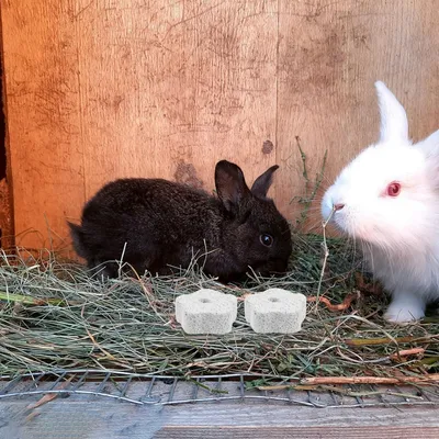 ZooVenture Piedra pómez de juguete para muelas hámsteres animales pequeños