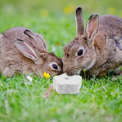 ZooVenture Piedra pómez de juguete para muelas hámsteres animales pequeños