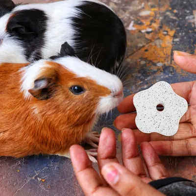 ZooVenture Piedra pómez de juguete para muelas hámsteres animales pequeños