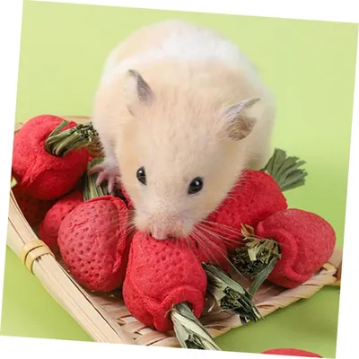 ZooVenture Juguetes para masticar para hámsteres y chinchillas