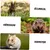 ZooVenture Naturelle Jouet À Mâcher Pour Lapins Cochons D'Inde Chinchillas