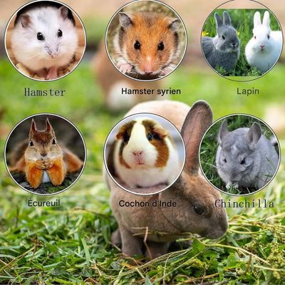 ZooVenture Piedra pómez de juguete para muelas hámsteres animales pequeños