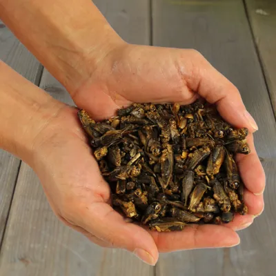 Lyra Pet® Grillons séchées