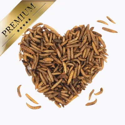 Lyra Pet® Larves de mouches soldats