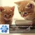 ZooVenture Gamelle en forme de fleur pour chat