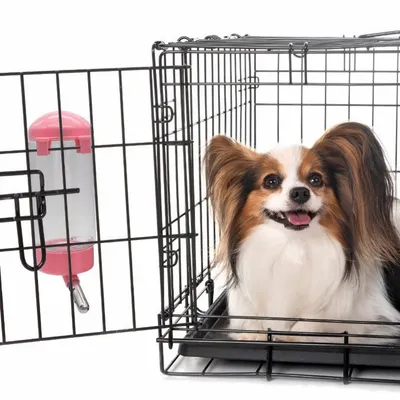 ZooVenture Abreuvoir pour petits animaux de compagnie