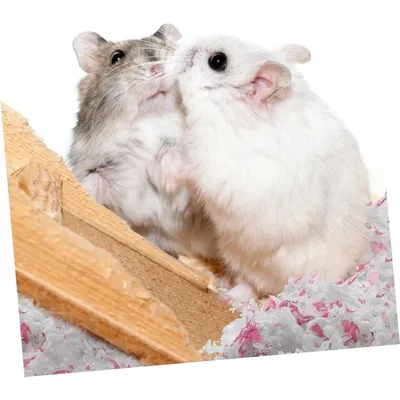 ZooVenture Tapis d'entraînement pour hamsters