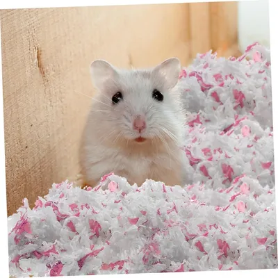 ZooVenture Tapis d'entraînement pour hamsters