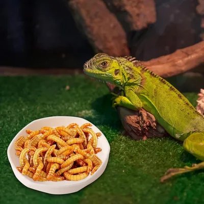 ZooVenture Lot de 4 gamelles à eau pour reptiles