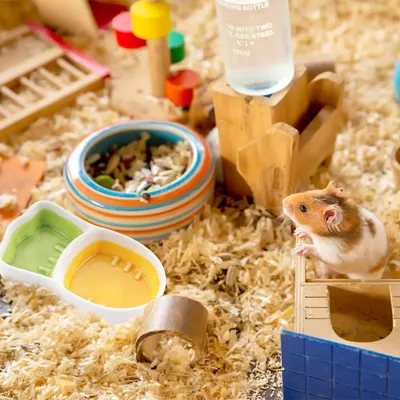 ZooVenture Bol céramique en forme de carotte pour hamster