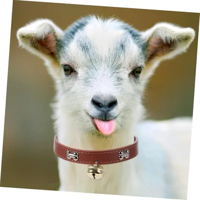 ZooVenture Colliers réglables avec cloches pour bétail