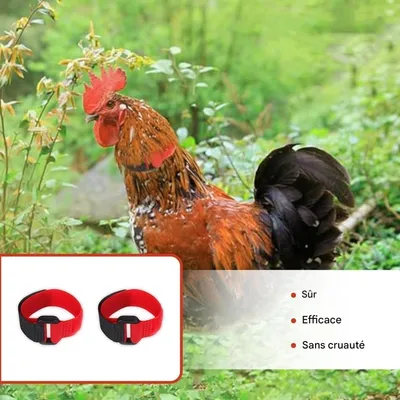 ZooVenture Hahnenhalsband für Hühner