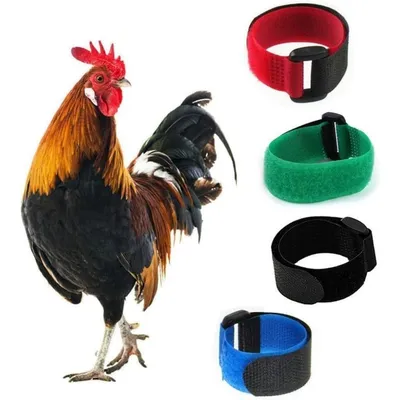 ZooVenture Hahnenhalsband für Hühner