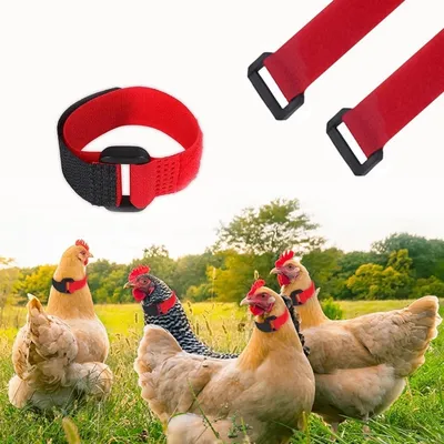 ZooVenture Hahnenhalsband für Hühner