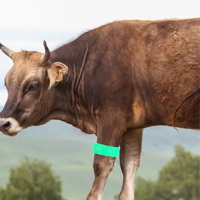 ZooVenture Bracelets d'identification pour vache