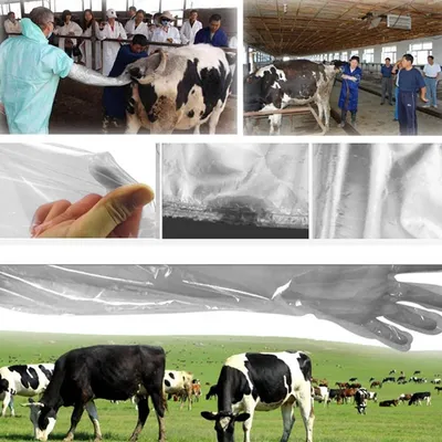 ZooVenture Gants vétérinaires longs en plastique ZooVenture Gants vétérinaires longs en plastique