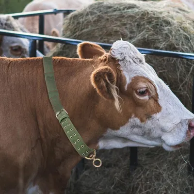 ZooVenture Collier de vache pour bétail