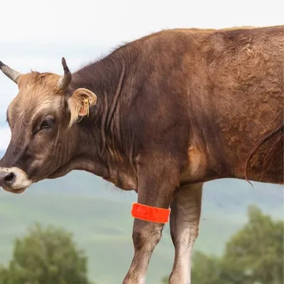 ZooVenture Bracelets d'identification pour vache