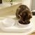 ZooVenture Double USB Chauffante Gamelle en Céramique pour chat et chien