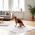 Record - Tapis Absorbants Assorbipiù pour Chiens et Chats
