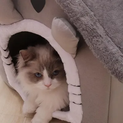 Pawzy Niche Velours pour Chat et Chien